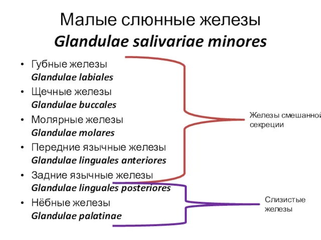 Малые слюнные железы Glandulae salivariae minores Губные железы Glandulae labiales