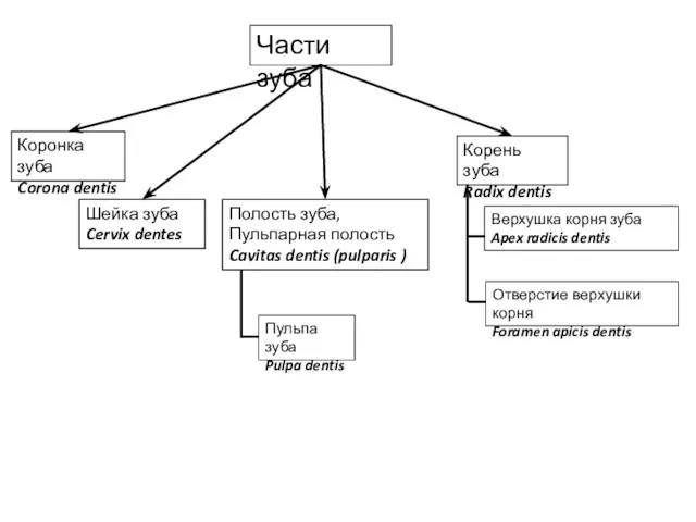 Части зуба Коронка зуба Corona dentis Шейка зуба Cervix dentes