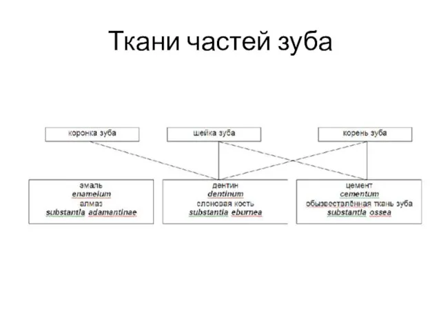 Ткани частей зуба