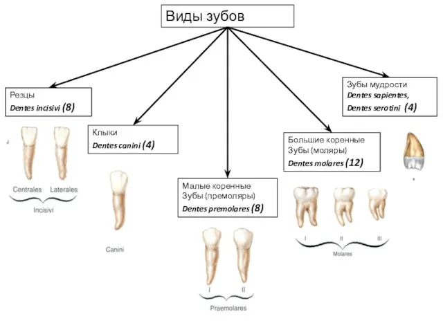 Виды зубов Резцы Dentes incisivi (8) Клыки Dentes canini (4)