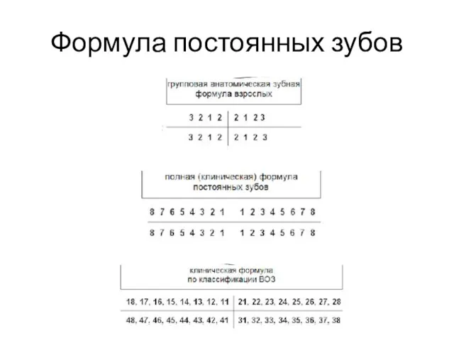 Формула постоянных зубов