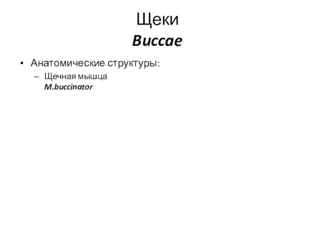 Щеки Buccae Анатомические структуры: Щечная мышца M.buccinator