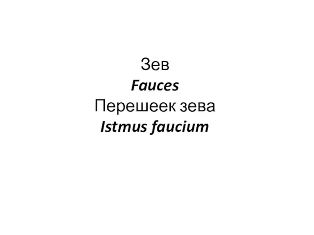 Зев Fauces Перешеек зева Istmus faucium