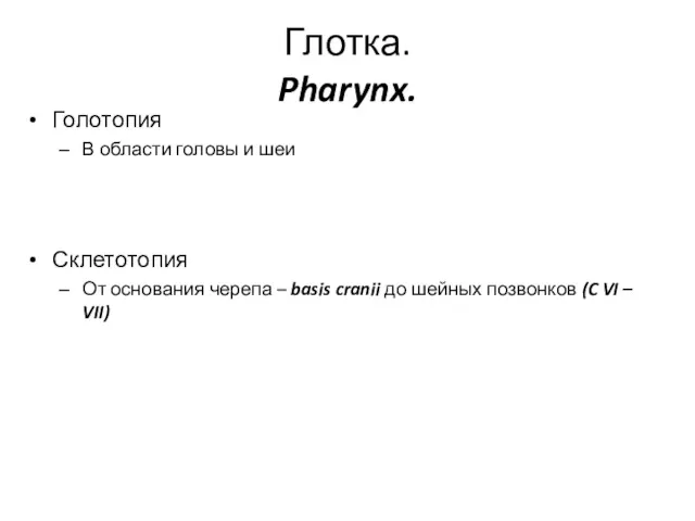 Глотка. Pharynx. Голотопия В области головы и шеи Склетотопия От
