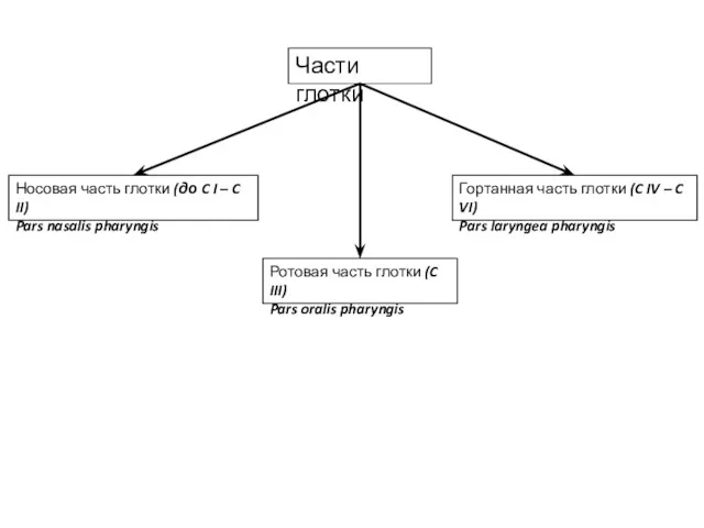 Части глотки Носовая часть глотки (до C I – C