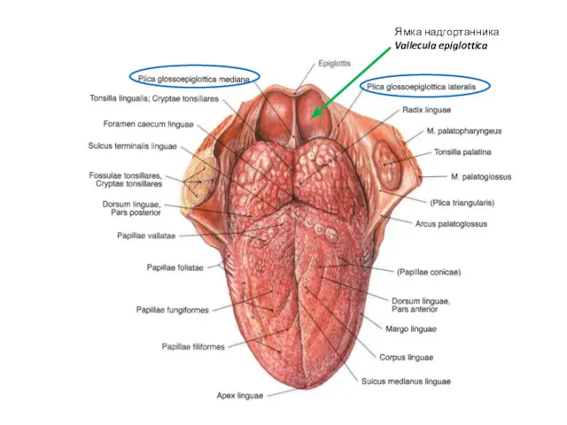 Ямка надгортанника Vallecula epiglottica