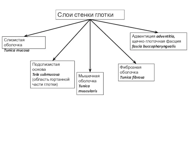 Слои стенки глотки Слизистая оболочка Tunica mucosa Подслизистая основа Tela