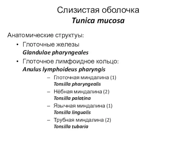 Слизистая оболочка Tunica mucosa Анатомические структуы: Глоточные железы Glandulae pharyngeales