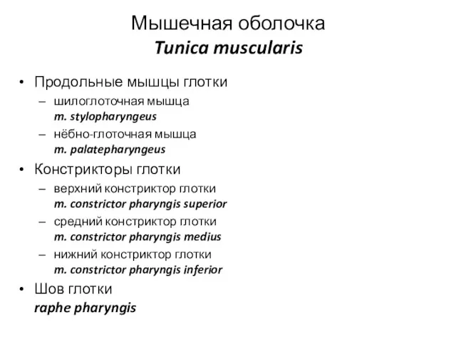 Мышечная оболочка Tunica muscularis Продольные мышцы глотки шилоглоточная мышца m.