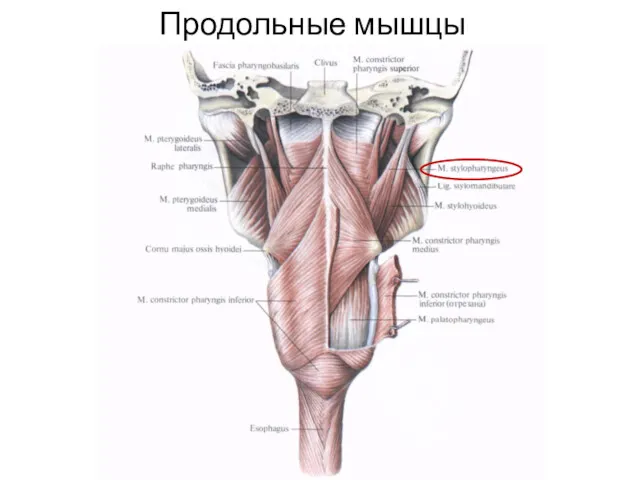 Продольные мышцы