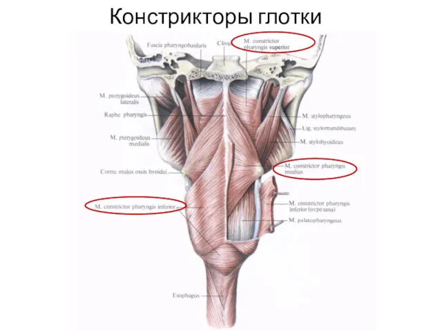 Констрикторы глотки