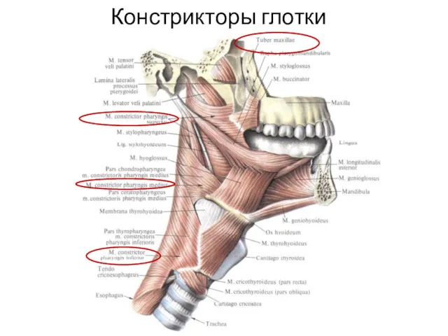 Констрикторы глотки