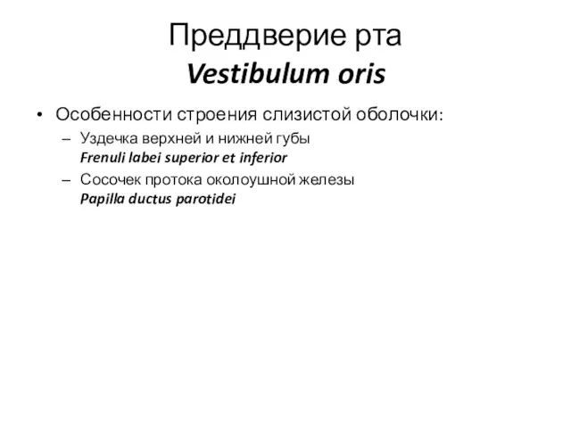 Преддверие рта Vestibulum oris Особенности строения слизистой оболочки: Уздечка верхней