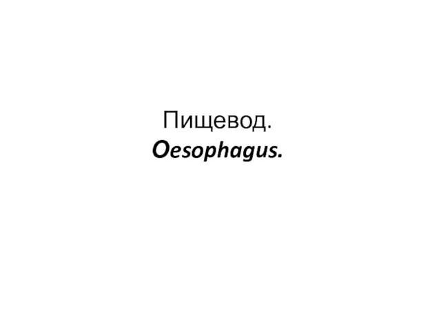 Пищевод. Оesophagus.