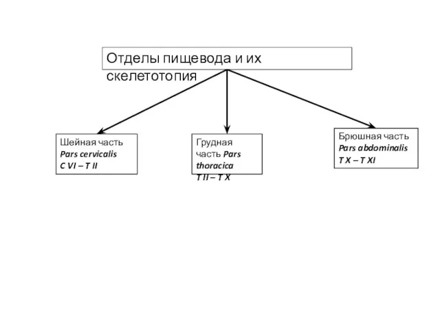 Отделы пищевода и их скелетотопия Шейная часть Pars cervicalis C