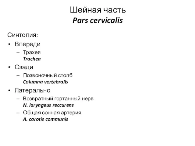 Шейная часть Pars cervicalis Синтопия: Впереди Трахея Trachea Сзади Позвоночный