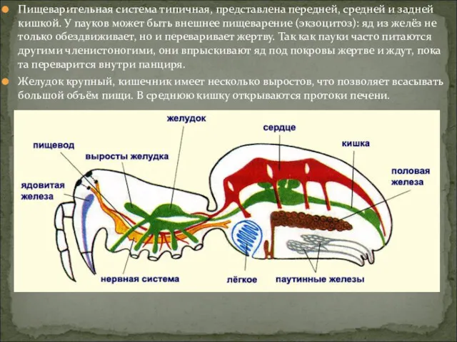 Пищеварительная система типичная, представлена передней, средней и задней кишкой. У