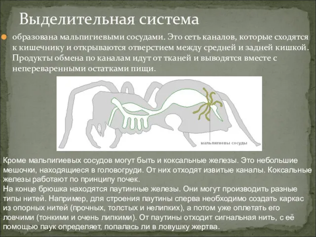 образована мальпигиевыми сосудами. Это сеть каналов, которые сходятся к кишечнику