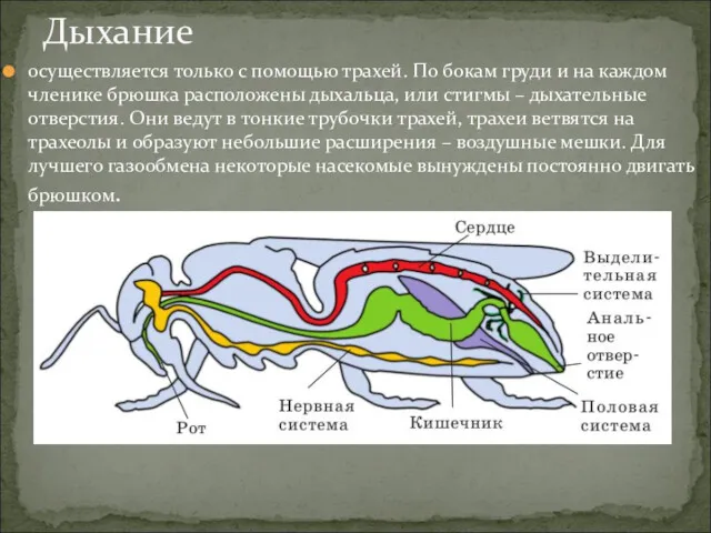 осуществляется только с помощью трахей. По бокам груди и на