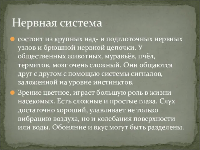 состоит из крупных над- и подглоточных нервных узлов и брюшной