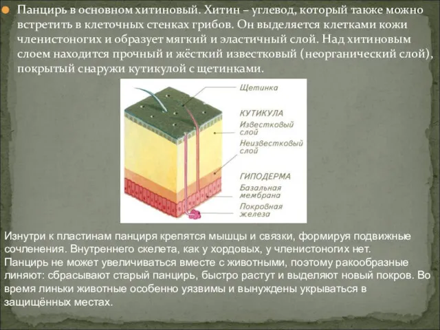 Панцирь в основном хитиновый. Хитин – углевод, который также можно