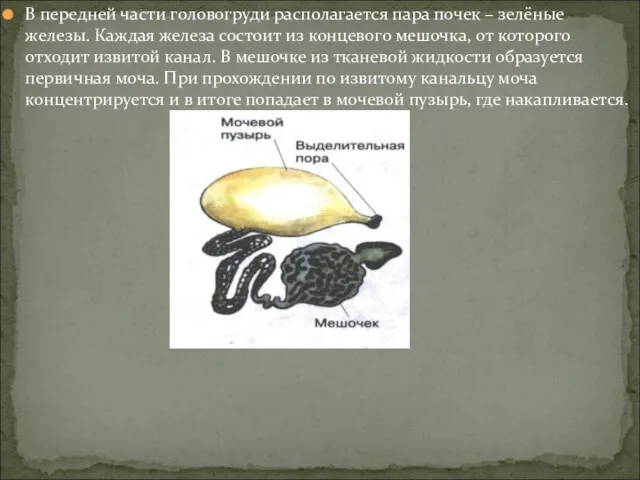 В передней части головогруди располагается пара почек – зелёные железы.