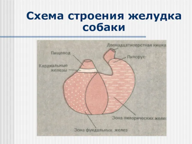 Схема строения желудка собаки