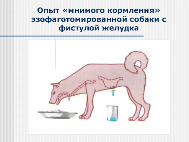 Опыт «мнимого кормления» эзофаготомированной собаки с фистулой желудка