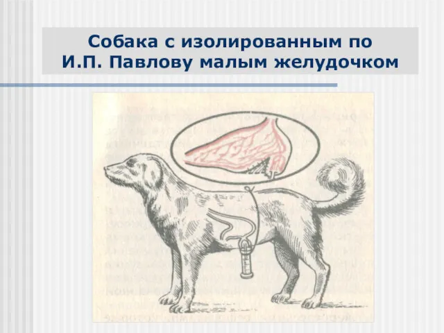 Собака с изолированным по И.П. Павлову малым желудочком