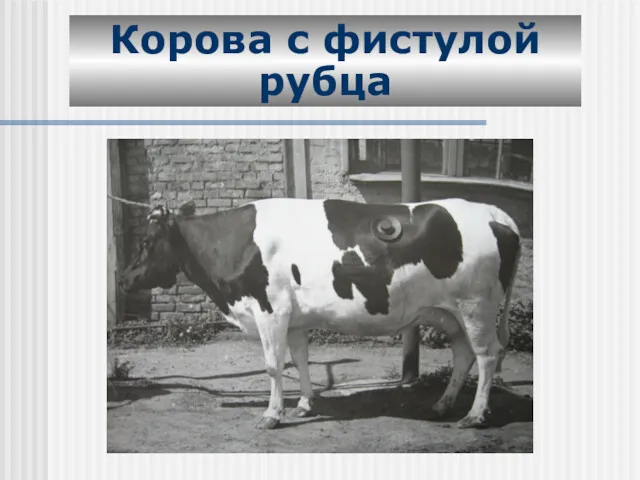Корова с фистулой рубца