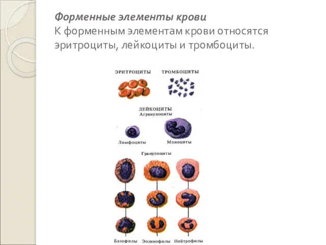 Форменные элементы крови К форменным элементам крови относятся эритроциты, лейкоциты и тромбоциты.