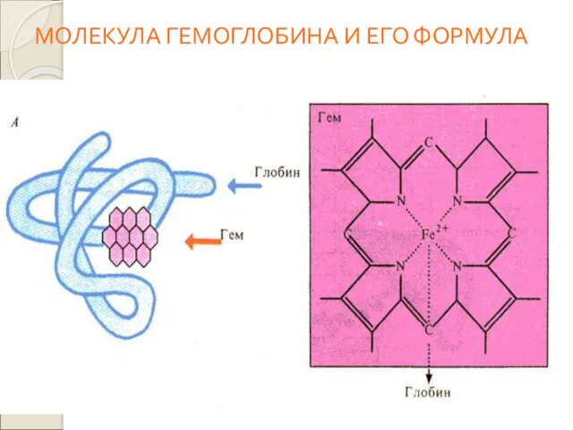 МОЛЕКУЛА ГЕМОГЛОБИНА И ЕГО ФОРМУЛА