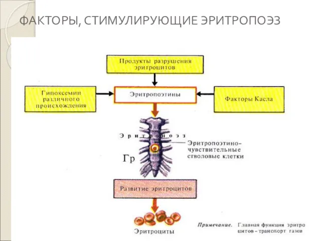 ФАКТОРЫ, СТИМУЛИРУЮЩИЕ ЭРИТРОПОЭЗ