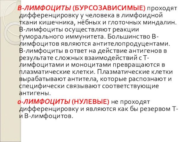 В-ЛИМФОЦИТЫ (БУРСОЗАВИСИМЫЕ) проходят дифференцировку у человека в лимфоидной ткани кишечника,