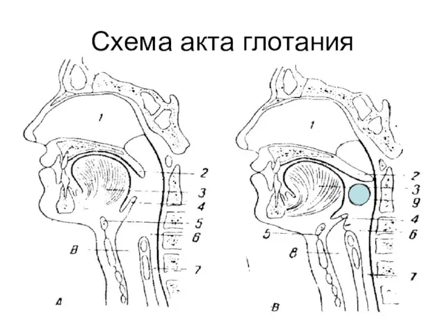 Схема акта глотания