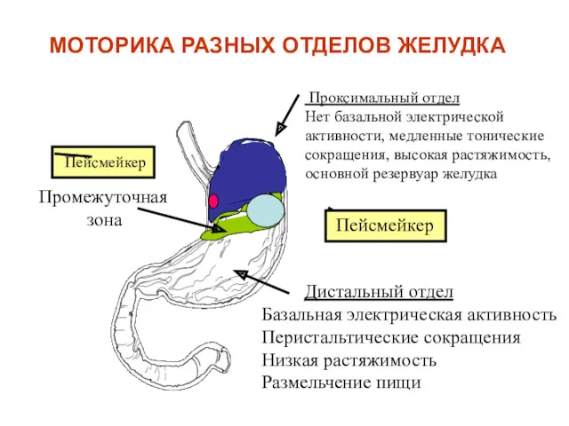 МОТОРИКА РАЗНЫХ ОТДЕЛОВ ЖЕЛУДКА Проксимальный отдел Нет базальной электрической активности,