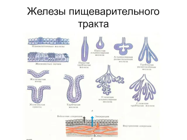 Железы пищеварительного тракта