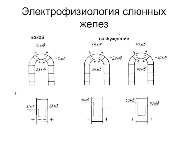 Электрофизиология слюнных желез покой возбуждение