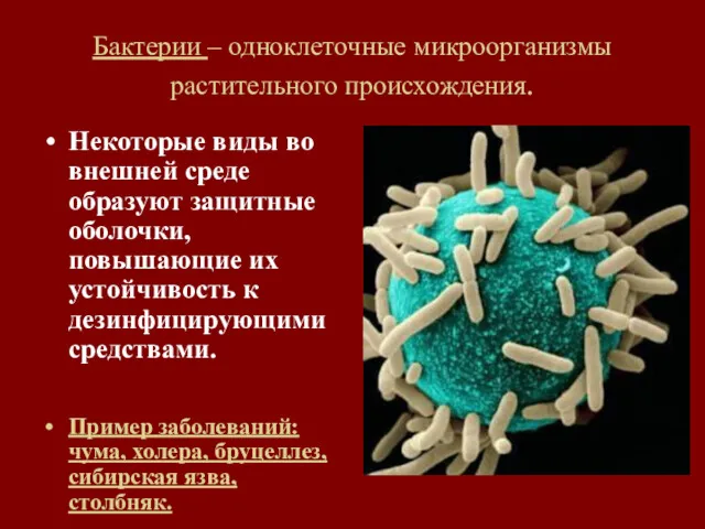 Бактерии – одноклеточные микроорганизмы растительного происхождения. Некоторые виды во внешней