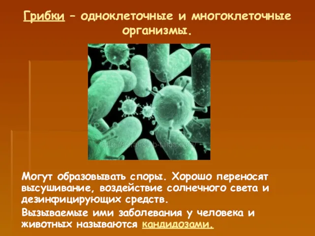 Грибки – одноклеточные и многоклеточные организмы. Могут образовывать споры. Хорошо