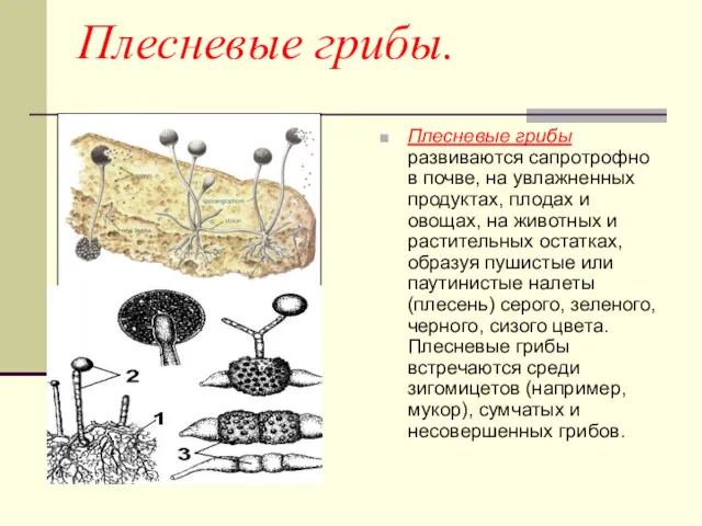 Плесневые грибы. Плесневые грибы развиваются сапротрофно в почве, на увлажненных