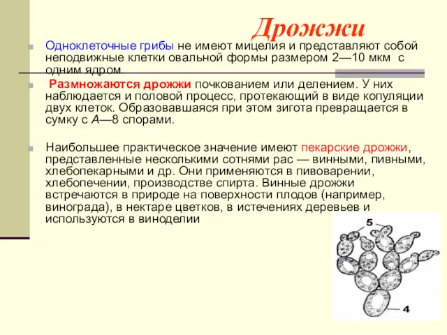 Дрожжи Одноклеточные грибы не имеют мицелия и представляют собой неподвижные