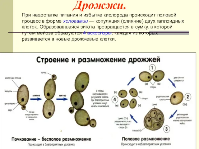 Дрожжи. При недостатке питания и избытке кислорода происходит половой процесс