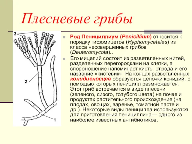 Плесневые грибы Род Пенициллиум (Penicillium) относится к порядку гифомицетов (Hyphomycetales)