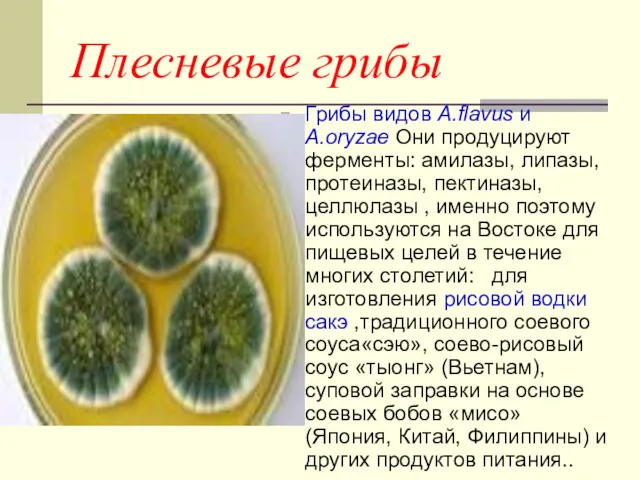 Плесневые грибы Грибы видов A.flavus и A.oryzae Они продуцируют ферменты: