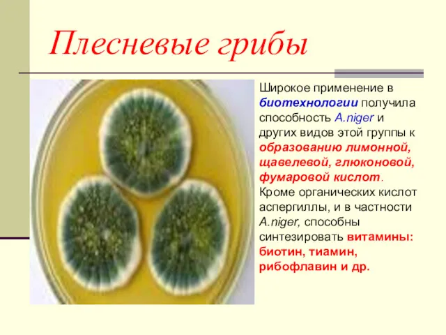 Плесневые грибы Широкое применение в биотехнологии получила способность A.niger и