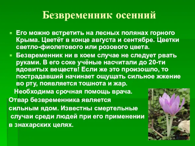 Безвременник осенний Его можно встретить на лесных полянах горного Крыма. Цветёт в конце