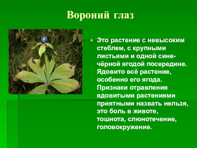 Вороний глаз Это растение с невысоким стеблем, с крупными листьями и одной сине-чёрной