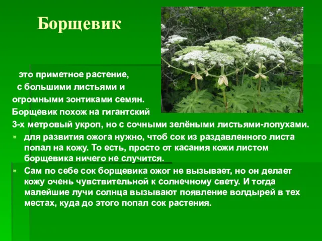 Борщевик это приметное растение, с большими листьями и огромными зонтиками семян. Борщевик похож