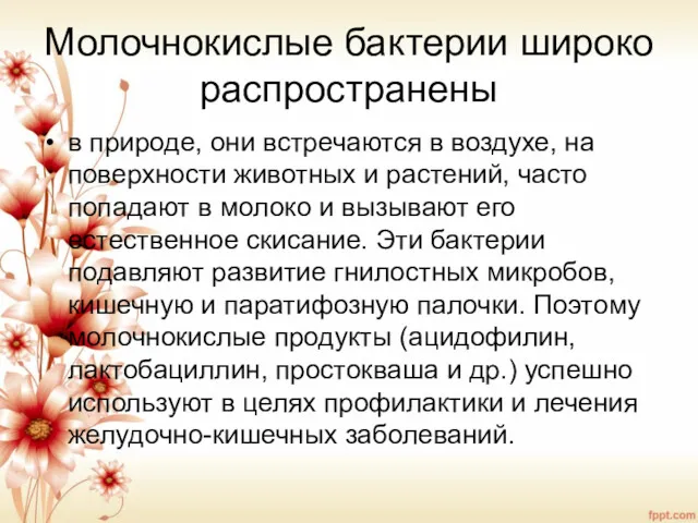 Молочнокислые бактерии широко распространены в природе, они встречаются в воздухе,